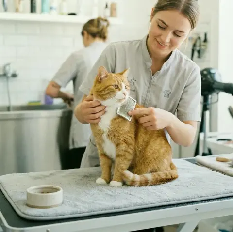 Wiese Craft – Die richtige Ernährung für Katzen in verschiedenen Lebensphasen